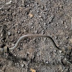 Ford Super Duty Rear Sway Bar