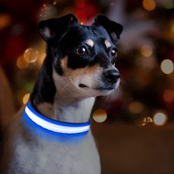 Light Up Dog Leash and Collar Set - S/M/L - Blue Or Red Light Up