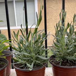 Lavender Live Plant $9