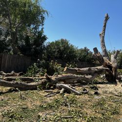 Tree Work