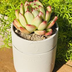 Korean Succulents In Ceremic Pot 