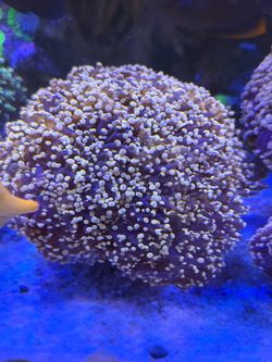 Hammer Colonies decoration