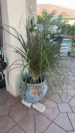 Madagascar Dragon tree