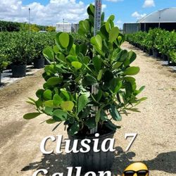 7 Gallon Clusia (The Best Ones Around) (West Palm Beach)
