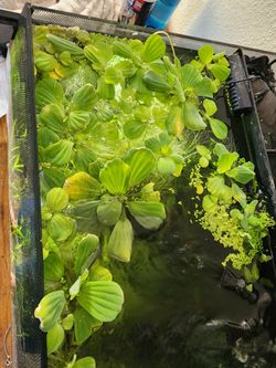 Aquarium Lettuce