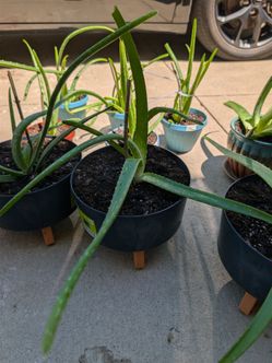 Large medicinal aloe