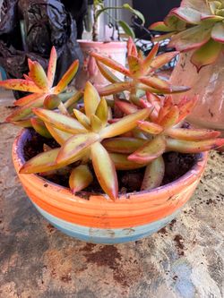 succulent
