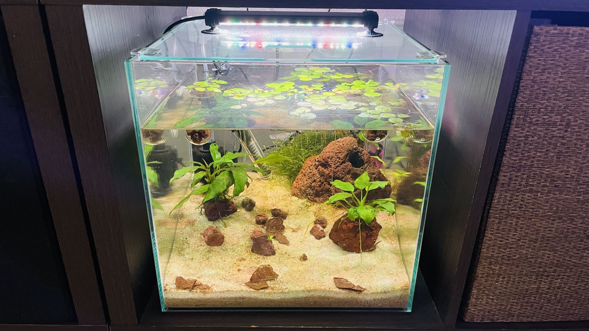 6 Gallon Cube Tank Full Set Up