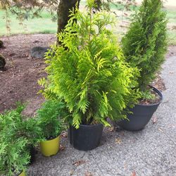 Evergreen SHRUBS 4 Fall Planting!