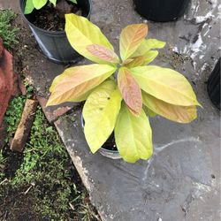 Naturally Grown Avocado Plants