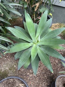 15 Gallon Foxtail Agave