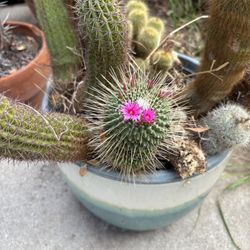 Cactus 