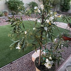 4feet Tall White Oleander Plant In 16inch Wide Plastic Pot