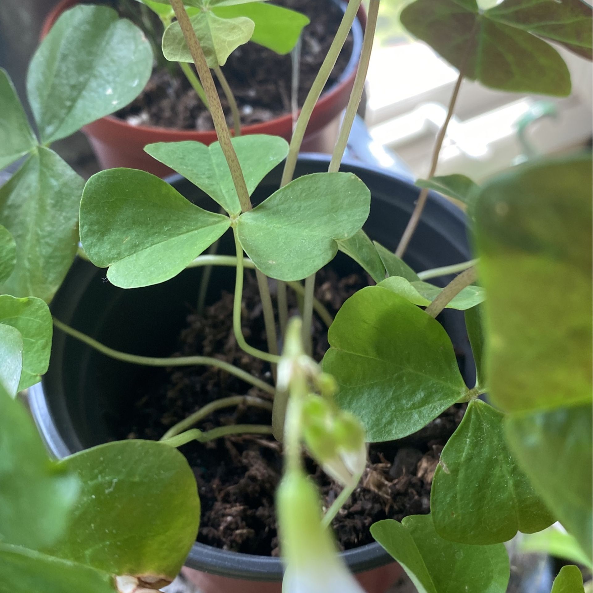 Plants