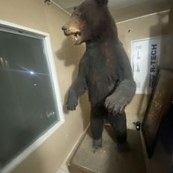The mountain bear is in good condition, it measures 67 in length, I paid $3,500 for it, I am asking for $1,500 cash only.