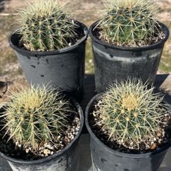 Golden Barrel Cactus • Plant