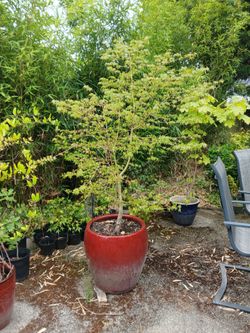 Japanese Maples