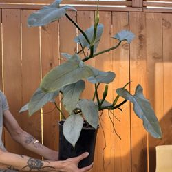 Philodendron Silver Sword -HUGE