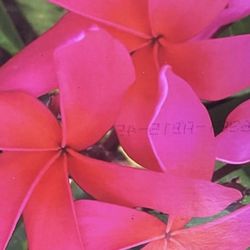 PLUMERIAS CUTTING