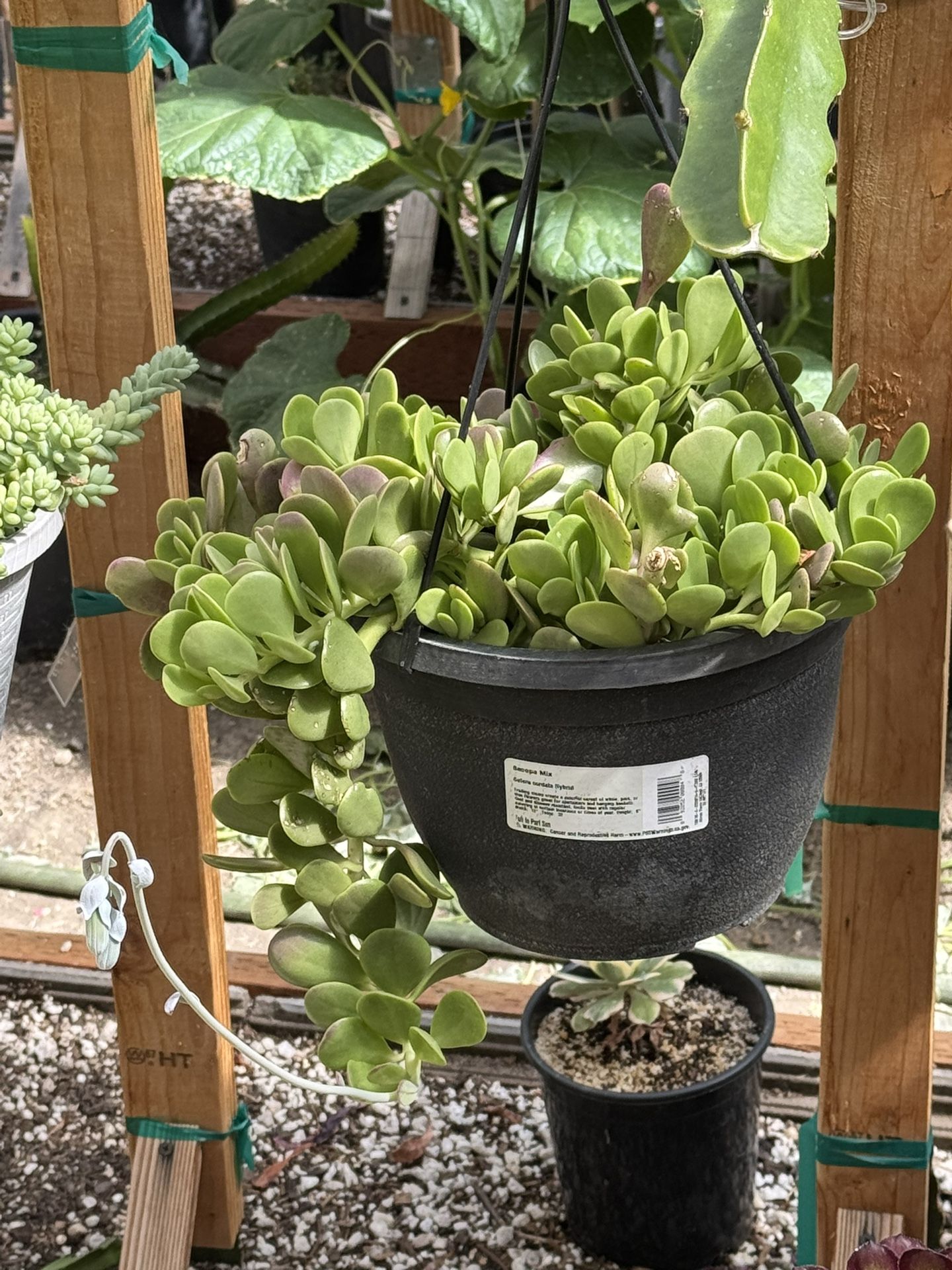 Trailing Jade