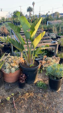 Giant Birds Of Paradise