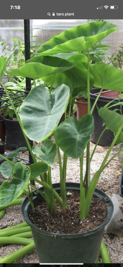 Tarro plant edible root