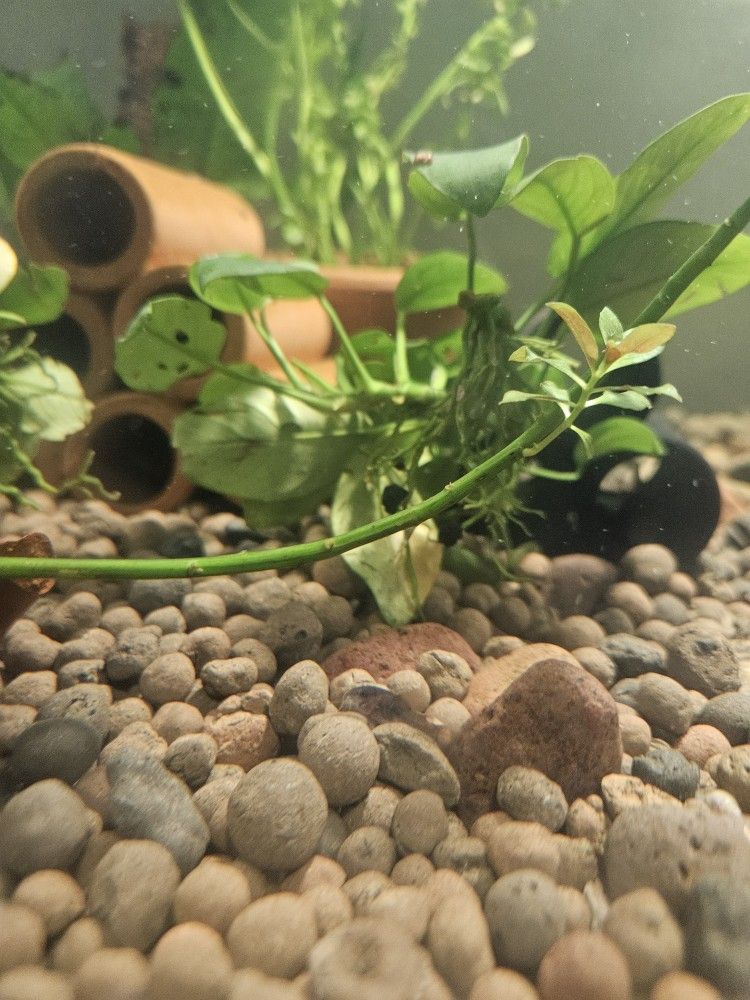 Fish Tank For Sale