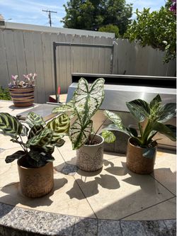 Plants indoor/outdoor