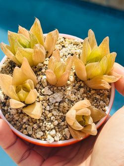 Rare succulent with beautiful Ceremic pot