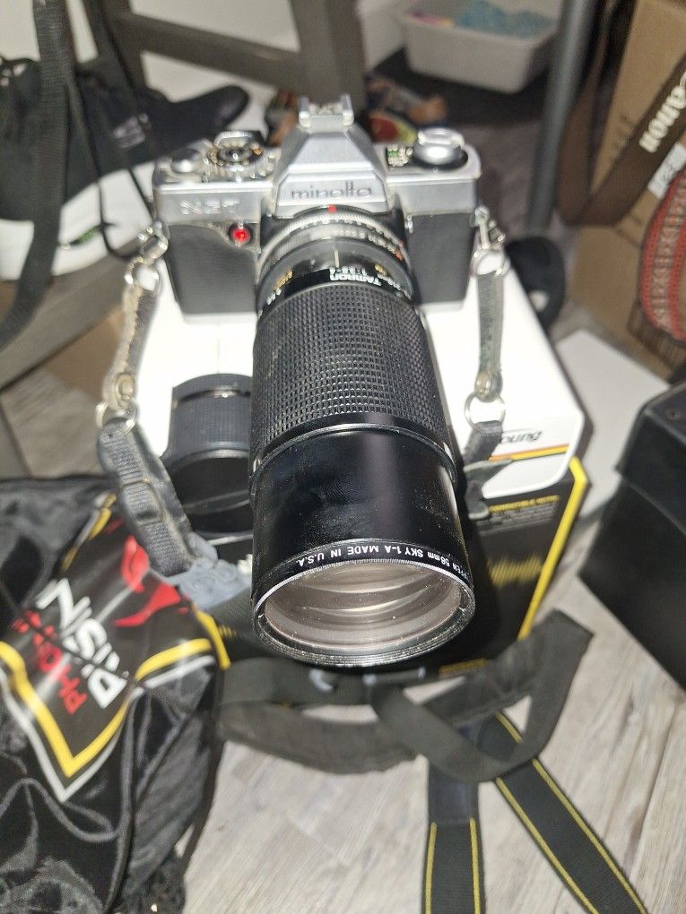 goul4711フィリピネスドワーフ　102.104.110セット Amazon.co.jp: P.coronarium Philippines Dwarf① @bikamori.com