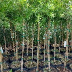 Bottlebrush Tree 