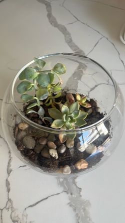 Succulents $6 each