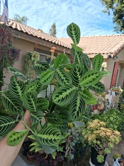 Lemon Lime Maranta Prayer Plant $35