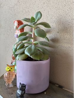 Plant