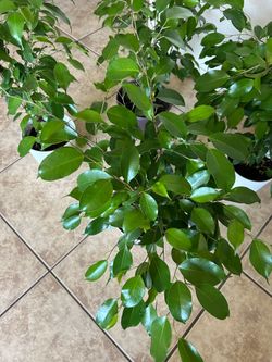 Ficus 2 ft tall  20 each
