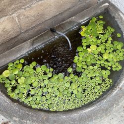 Fish Tank Floaters: Frogbit, Duckweed, Salvinia