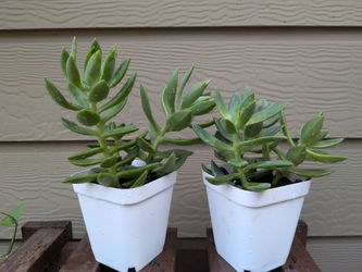 Succulent plants