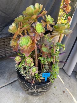 Large succulent beauties!