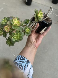Plant Beautiful And Easy To Care