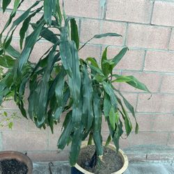 Hermosa Planta 