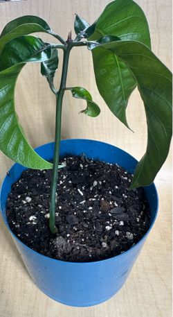 Mango tree
