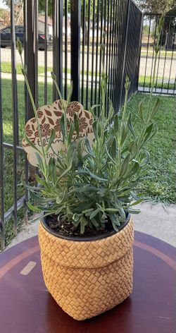 Lavender Plant $15