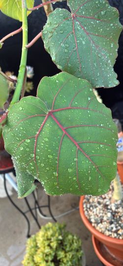 Ficus tree