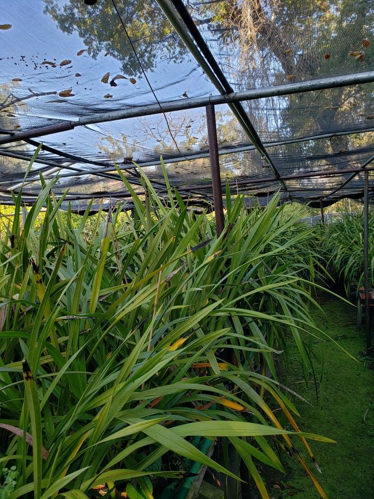Huge Orchid Plant ( Simply Cymbidium)