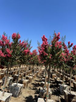 Crepe Myrtle “ Watermelon”
