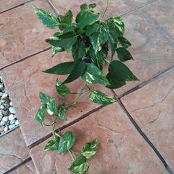 POTHOS PLANT 🪴 