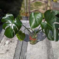 Rooted Monstera Deliciosa  Cutting