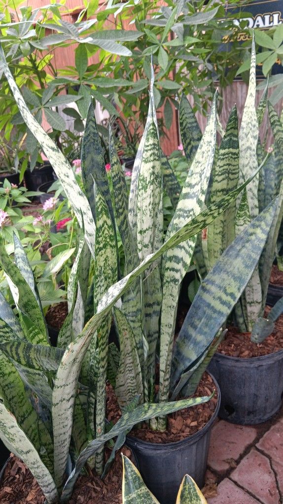 Beautiful snake plants only $15