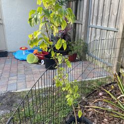 Elder Boxwood Tree