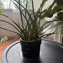 Healthy Snake Plant Variety And Pot